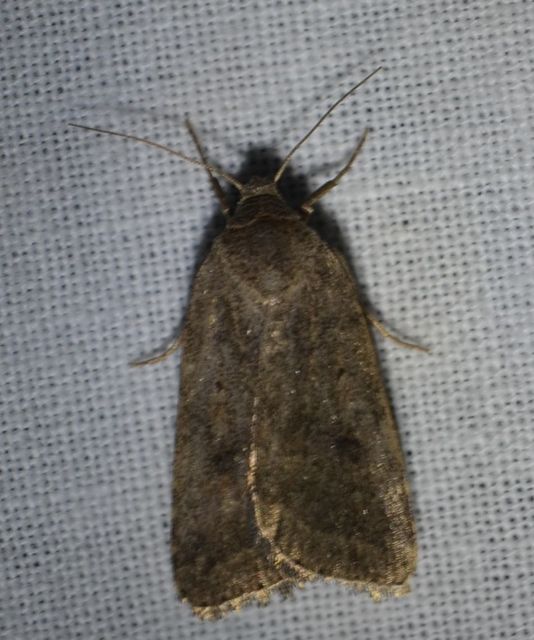 Athetis gluteosa - nyugtalan lápibagoly