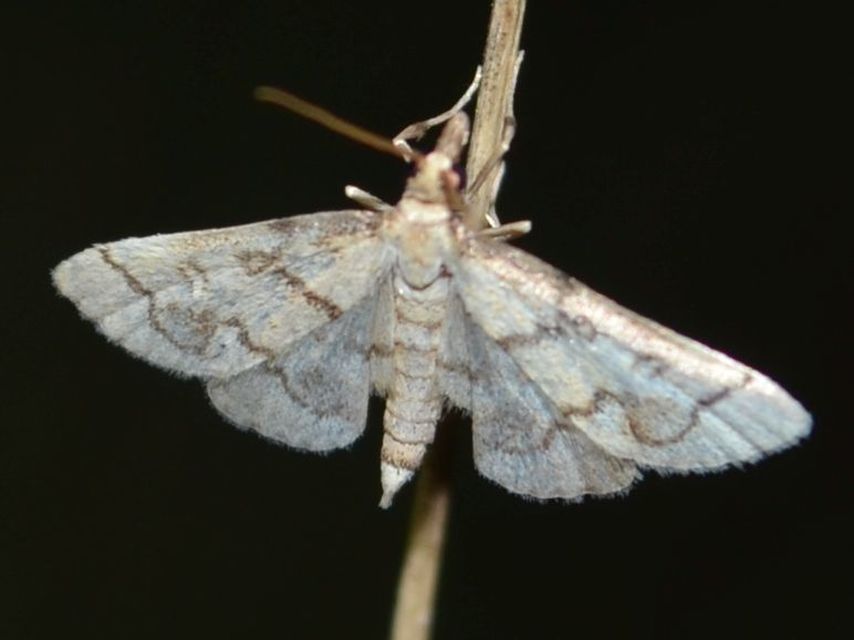 Metasia ophialis - kígyósávos tűzmoly