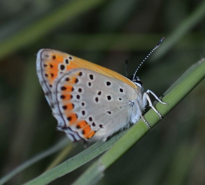 Lycaena thersamon - kis tűzlepke