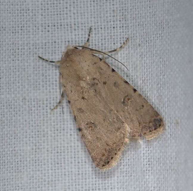 Paradrina clavipalpis - közönséges selymesbagoly