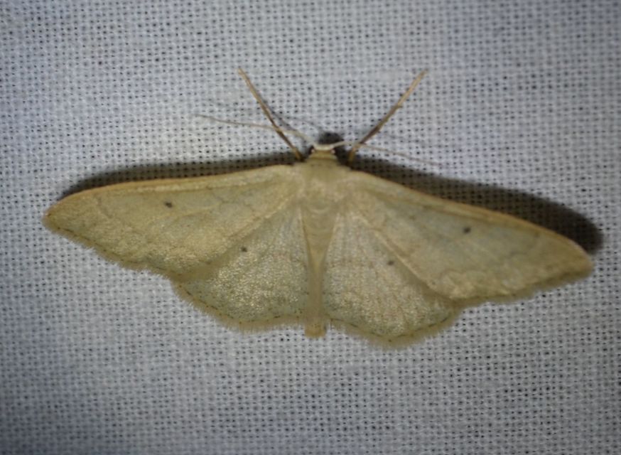 Idaea straminata - szalmasárga sávosaraszoló