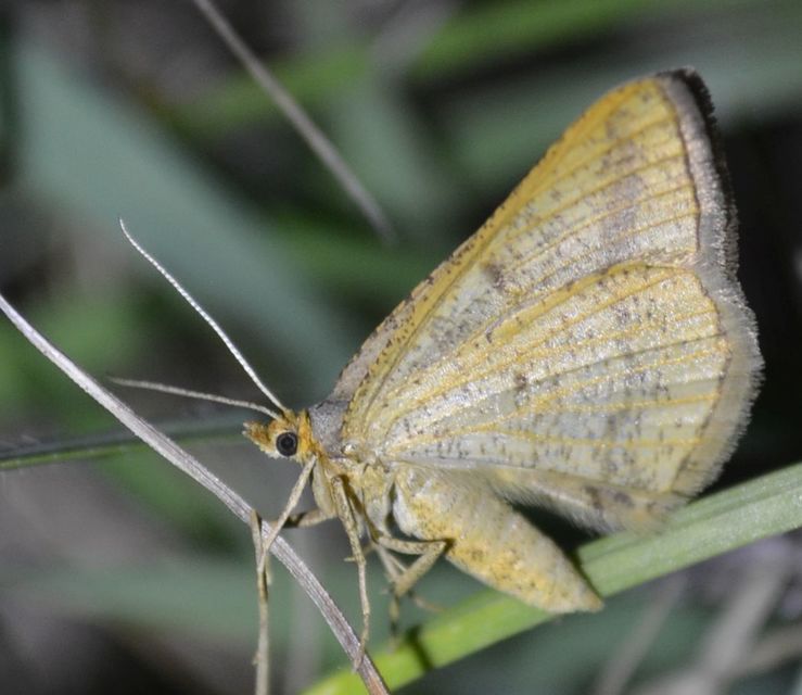Tephrina arenacearia - lucerna-araszoló