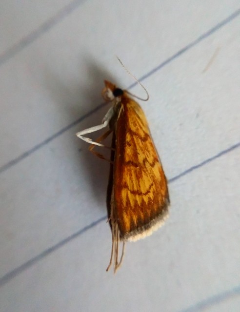 Ecpyrrhorrhoe rubiginalis - rozsdavörös tűzmoly