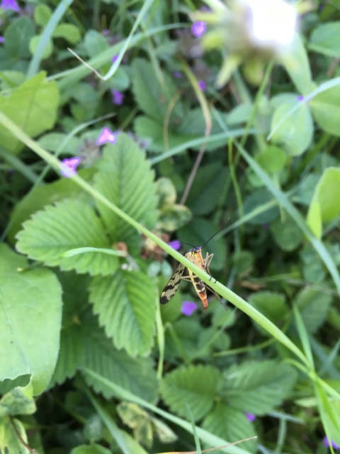 Panorpa communis/vulgaris