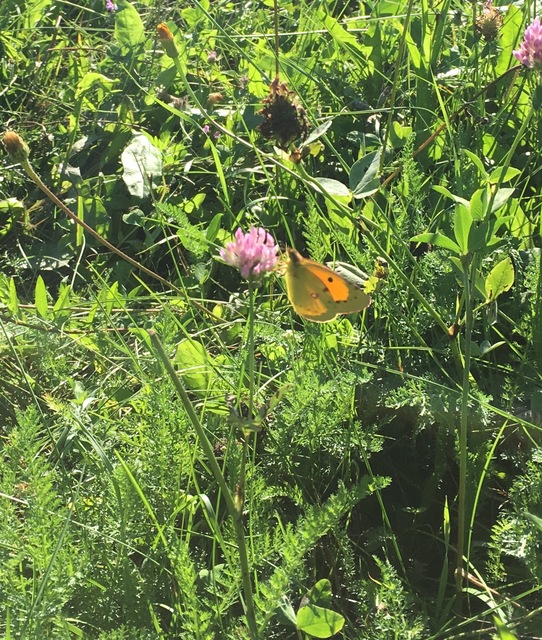 Colias croceus - sáfránylepke