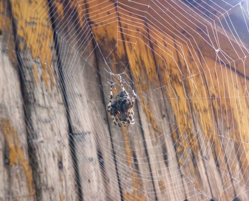 Araneus circe/angulatus
