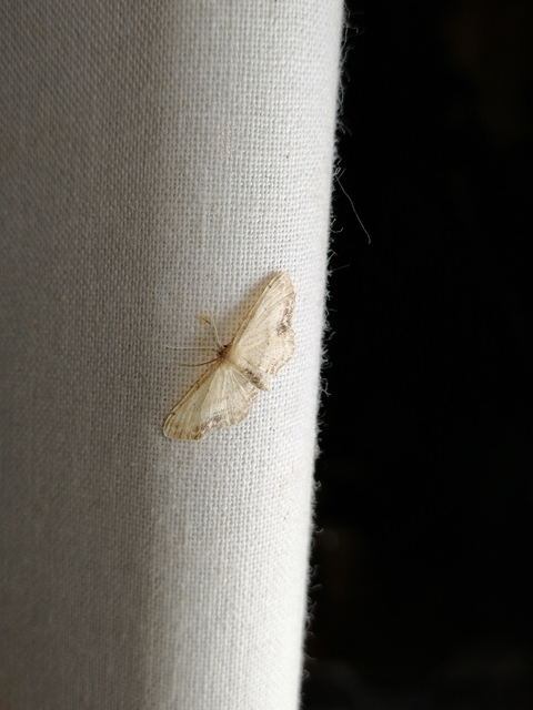 Idaea dimidiata - gyakori apróaraszoló