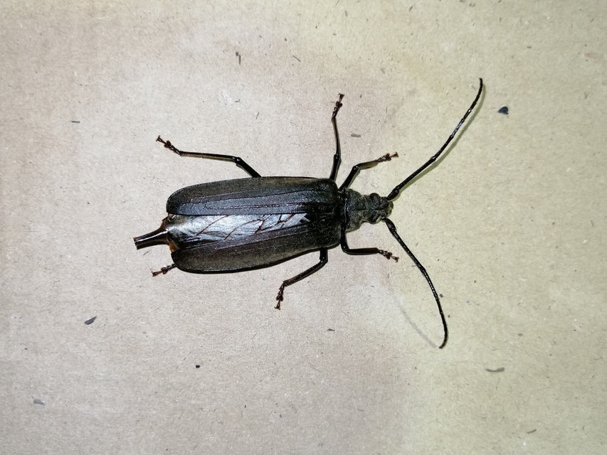 Aegosoma scabricorne - diófacincér