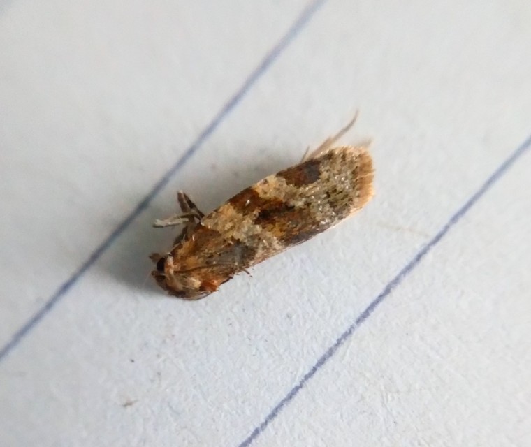 Argyrotaenia ljungiana - ékes sodrómoly