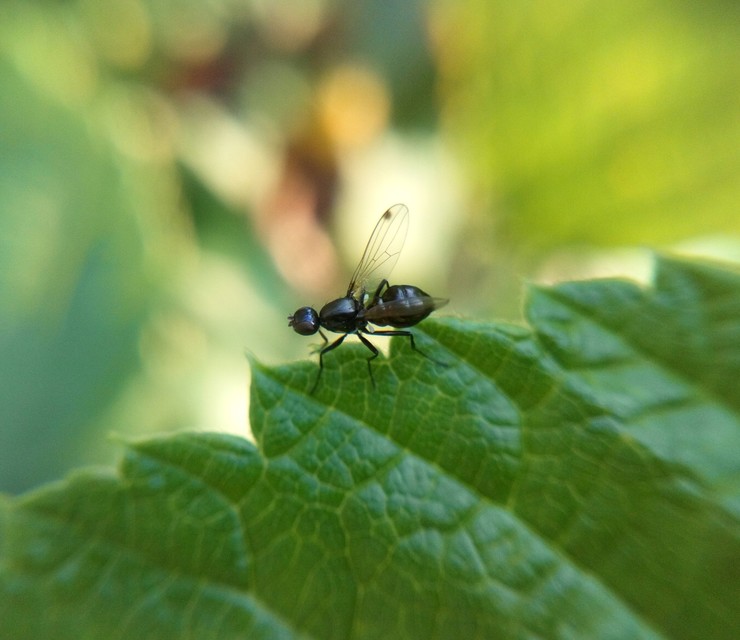 Sepsidae - billegetőlégyfélék