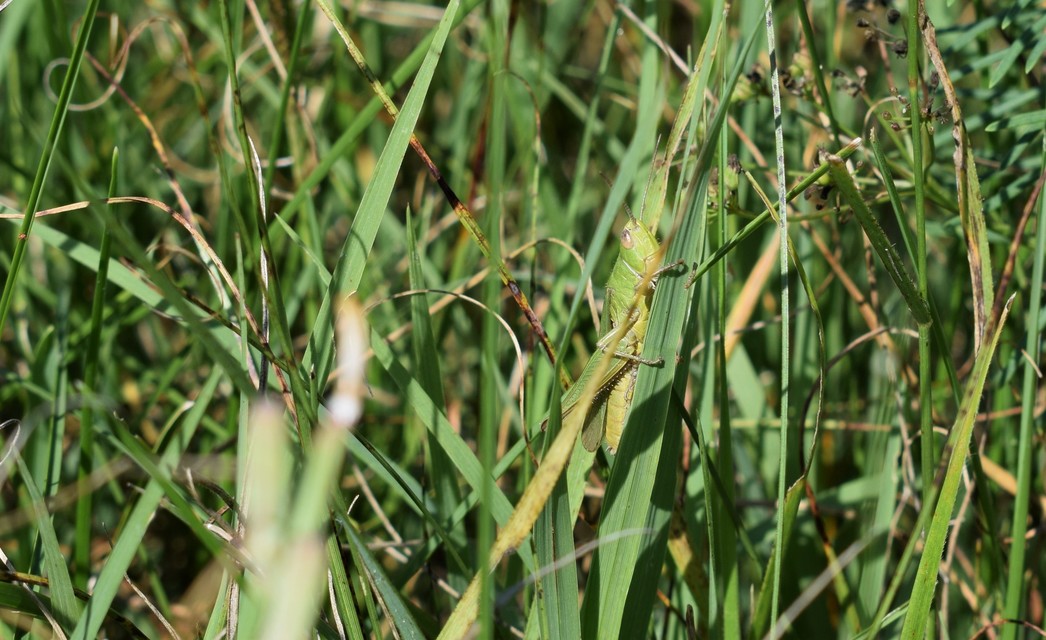 Chorthippus (Chorthippus) (subgenus)