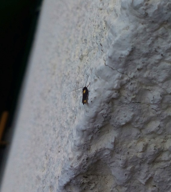 Scythris sinensis - aranyfarú zöldmoly