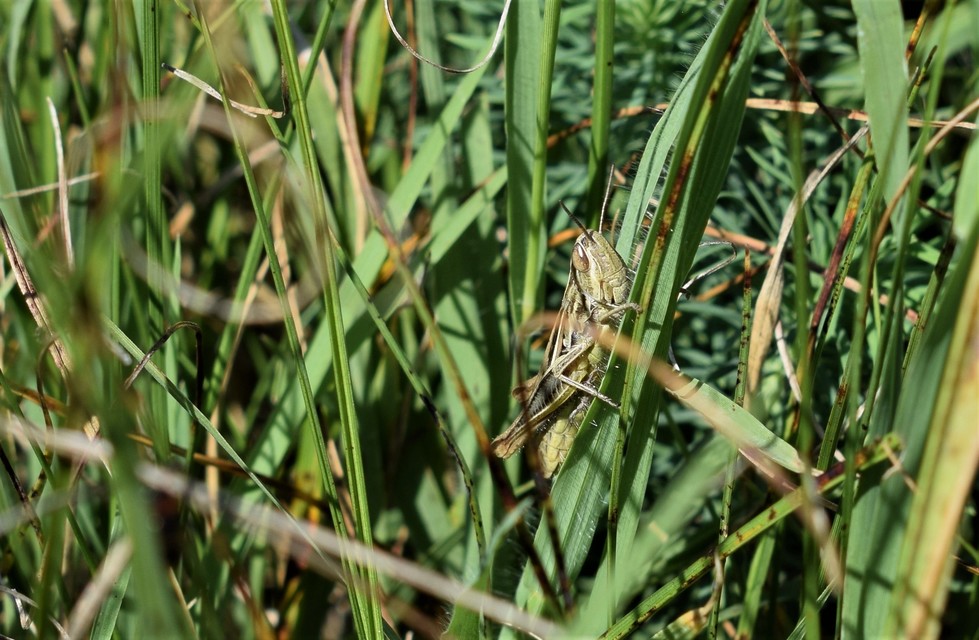 Euchorthippus declivus - rövidszárnyú rétisáska