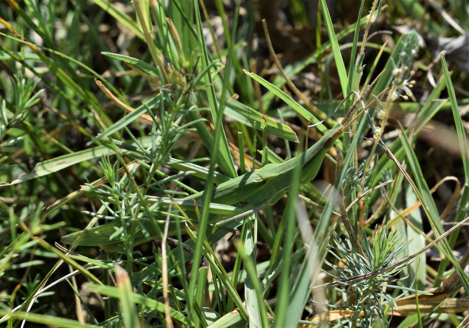 Acrida ungarica - sisakos sáska Acrida ungarica - sisakos sáska