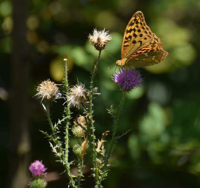 Argynnis pandora - zöldes gyöngyházlepke