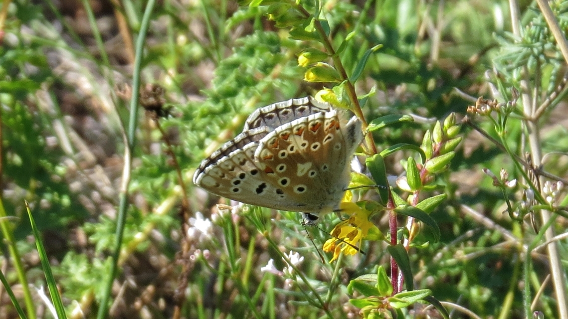 Polyommatus coridon - ezüstkék boglárka