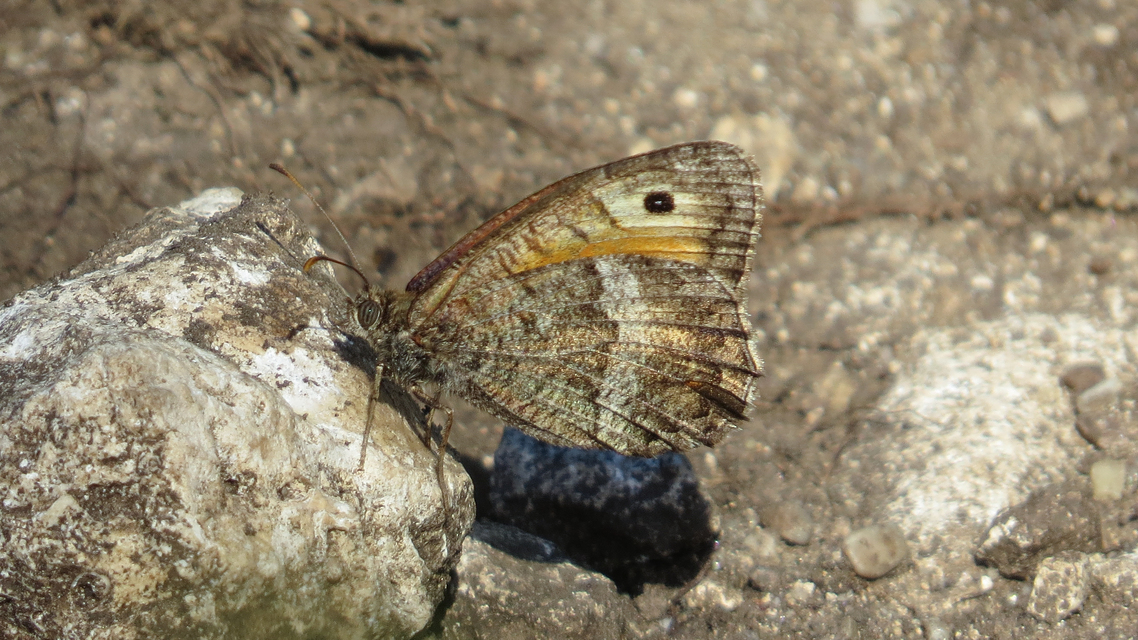 Arethusana arethusa - közönséges szemeslepke