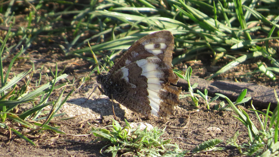 Brintesia circe - fehéröves szemeslepke