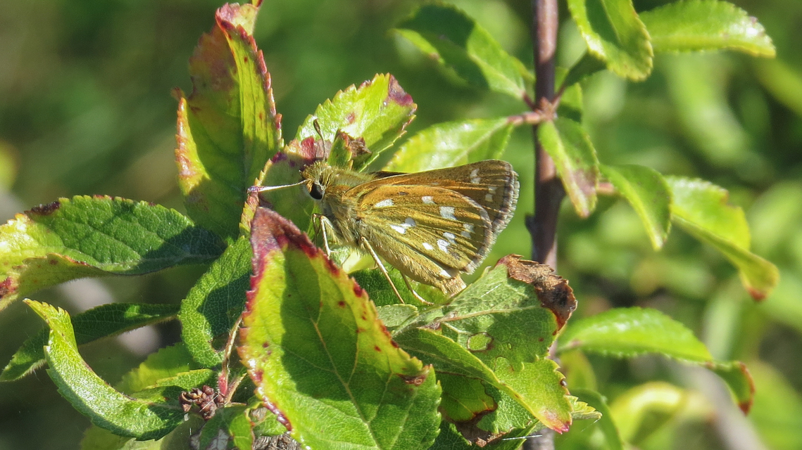 Hesperia comma - vesszős busalepke