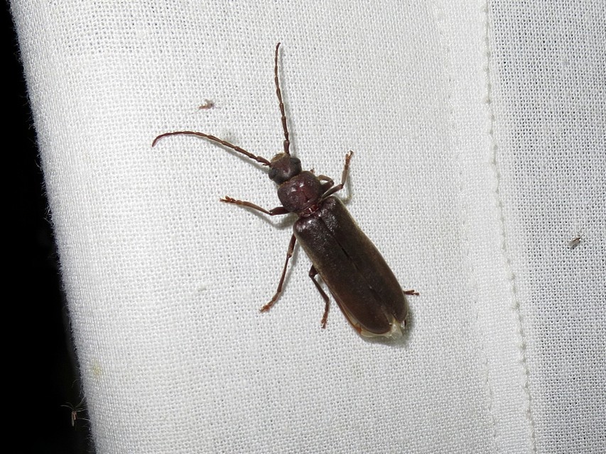 Arhopalus rusticus - gödrösnyakú cincér