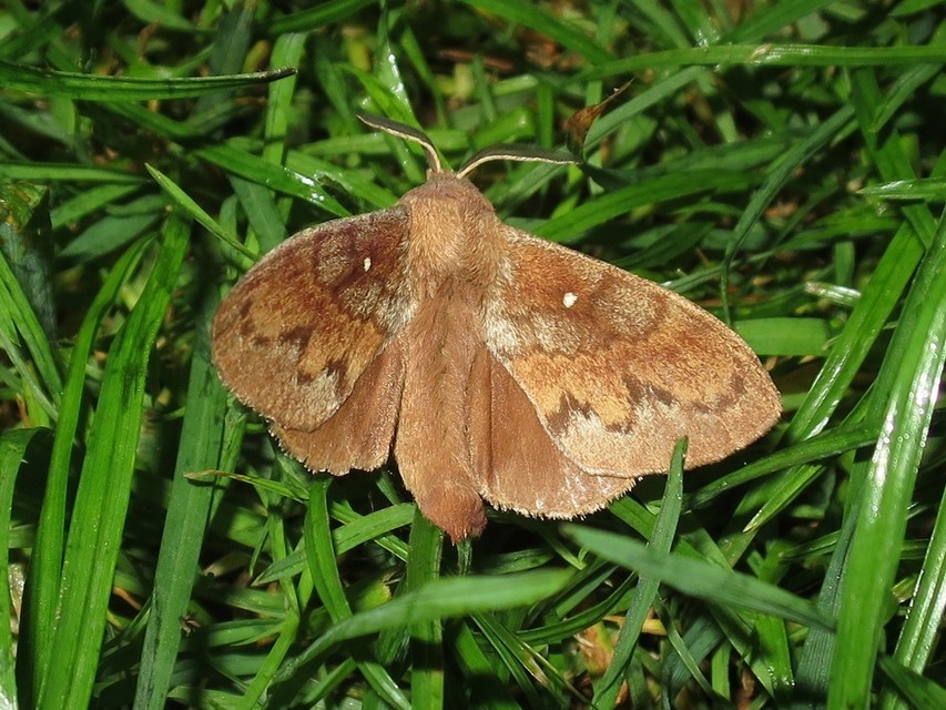 Dendrolimus pini - fenyőpohók