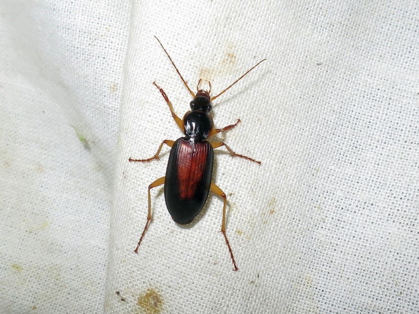 Dolichus halensis - hantfutó