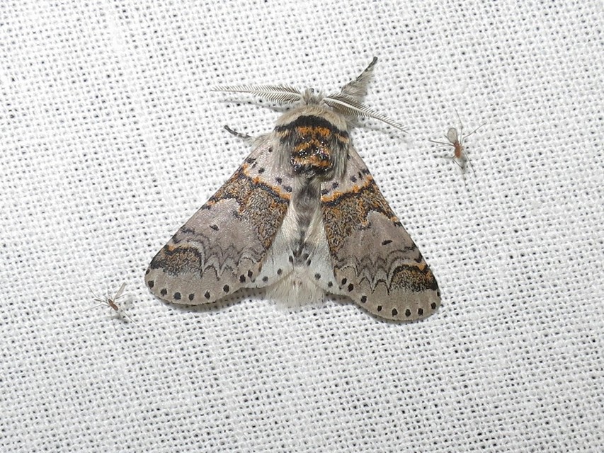 Furcula furcula - szürke púposszövő