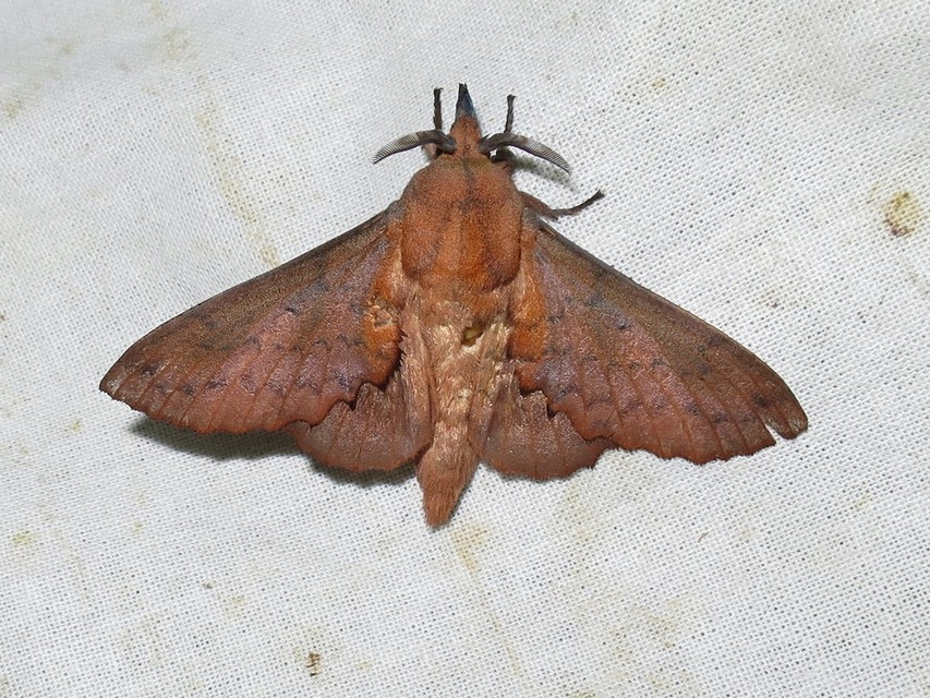 Gastropacha quercifolia - tölgylevélpohók