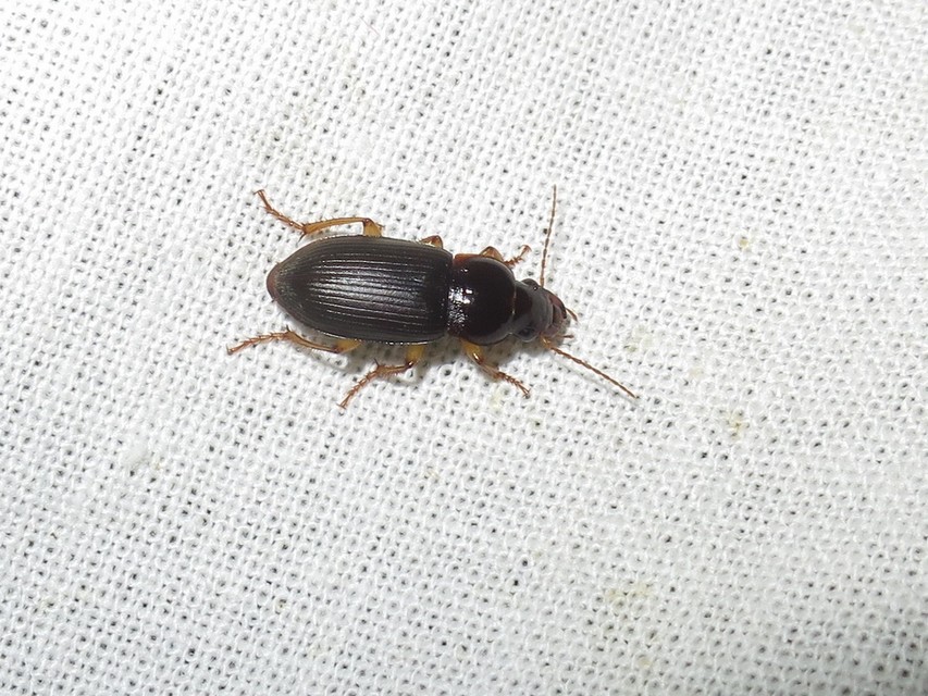 Harpalus griseus - kis selymesfutó