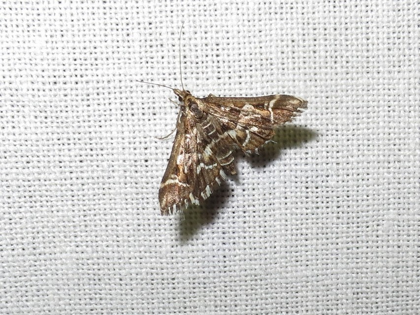 Diasemia reticularis - betűmintás tűzmoly