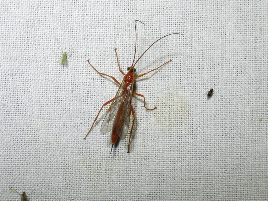 Netelia