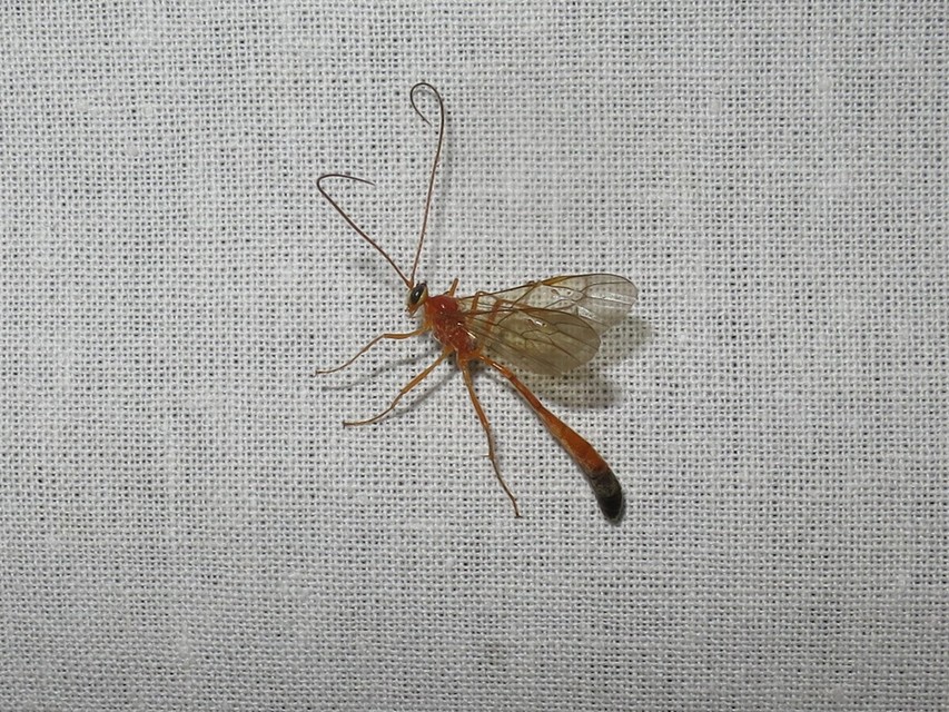 Enicospilus