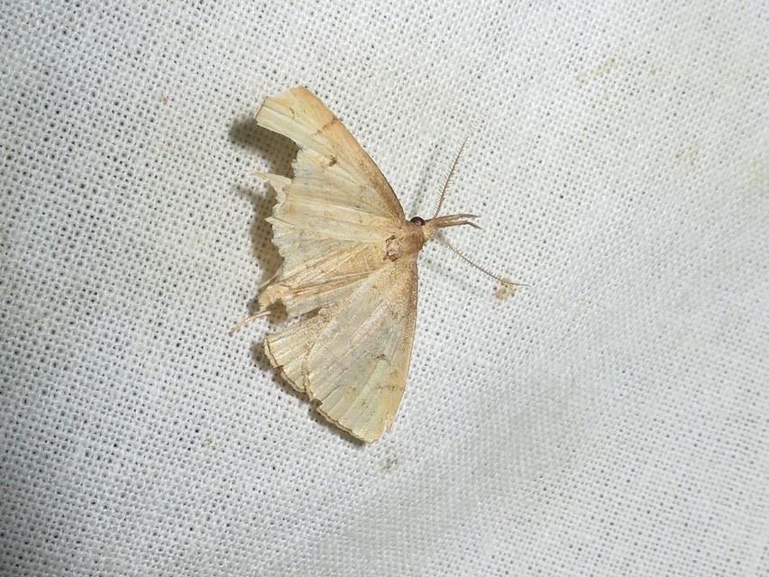 Polypogon gryphalis - láperdei karcsúbagoly