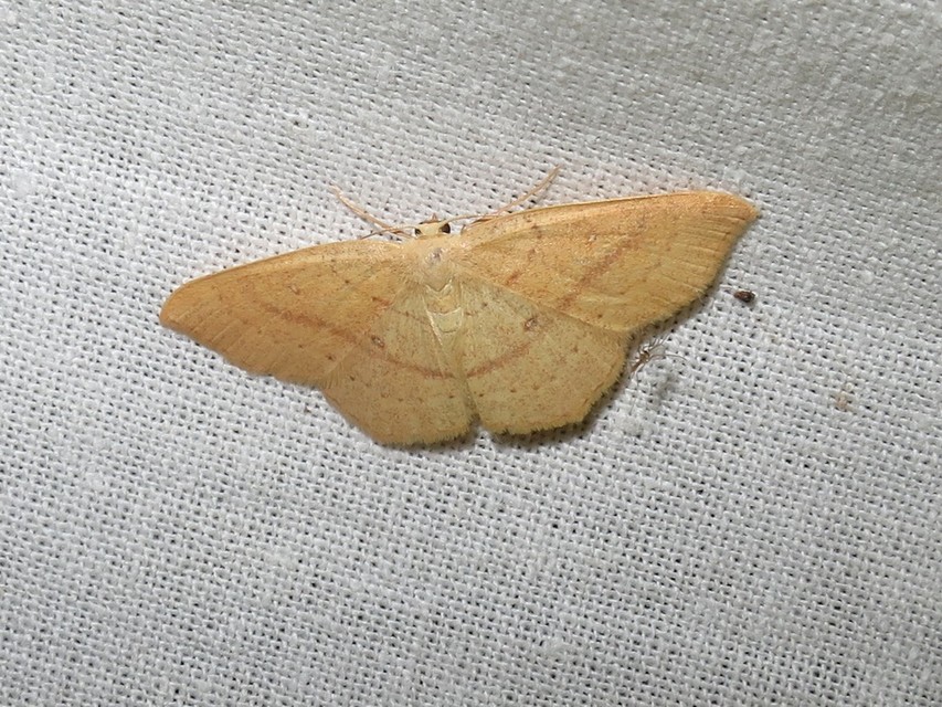 Cyclophora linearia - vonalas pettyesaraszoló