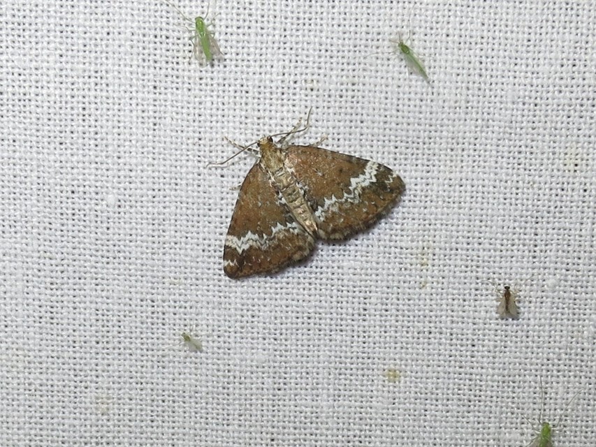 Perizoma alchemillata - árvacsalán-araszoló