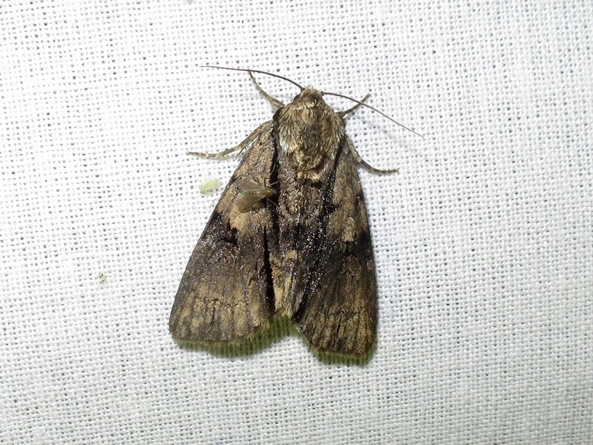Acronicta alni - éger-szigonyosbagoly