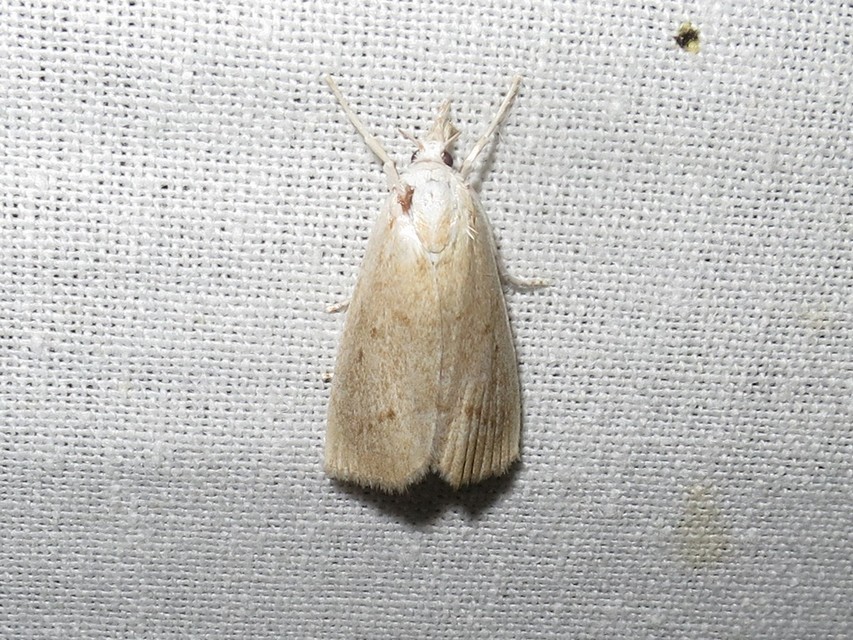 Calamotropha paludella - barna nádlevélmoly