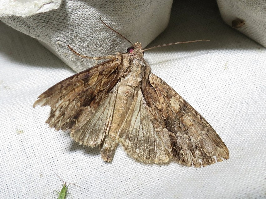 Apamea monoglypha - nagy dudvabagoly