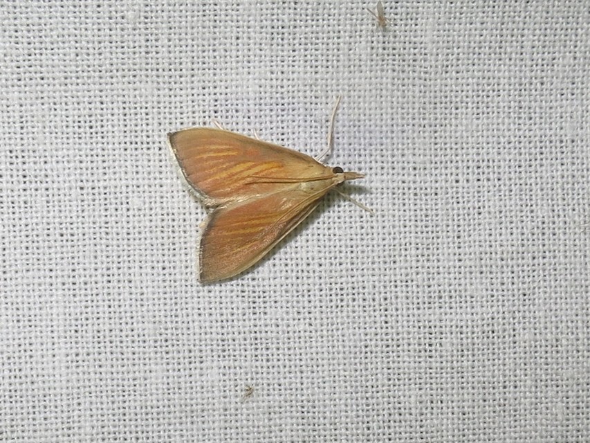 Nascia cilialis - sásrágó tűzmoly