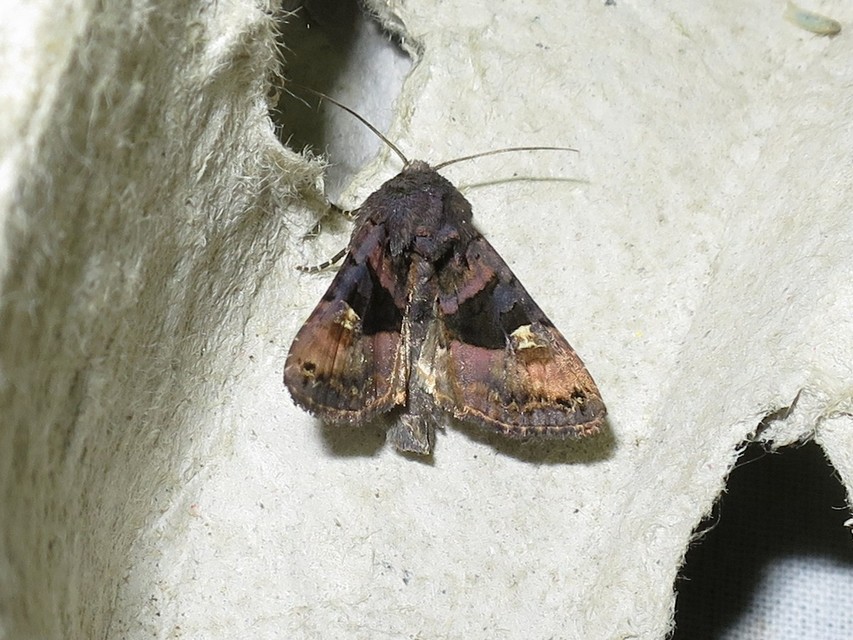 Euplexia lucipara - szeder-csipkésbagoly