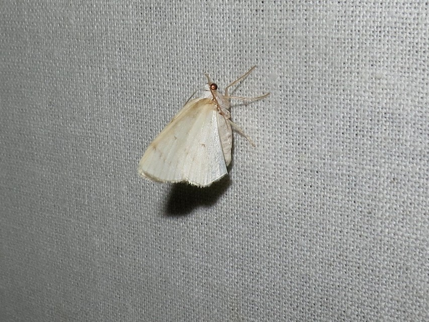 Lomographa bimaculata - kétpontos fehéraraszoló