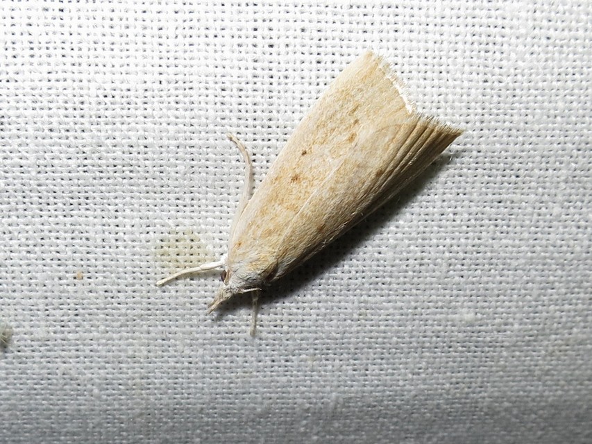 Calamotropha paludella - barna nádlevélmoly