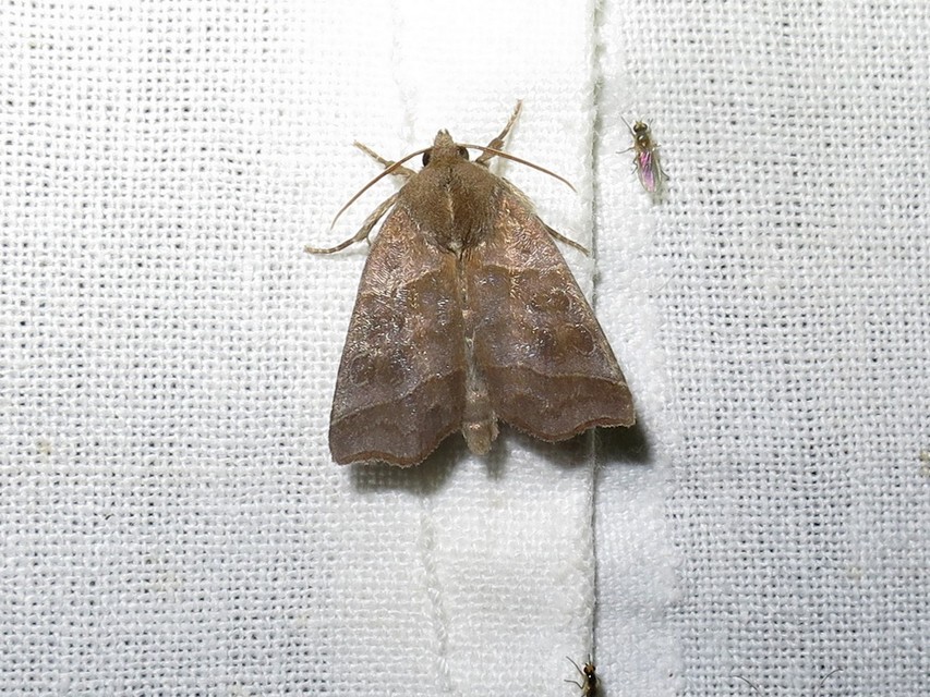 Ipimorpha retusa - sarlós fűzbagoly