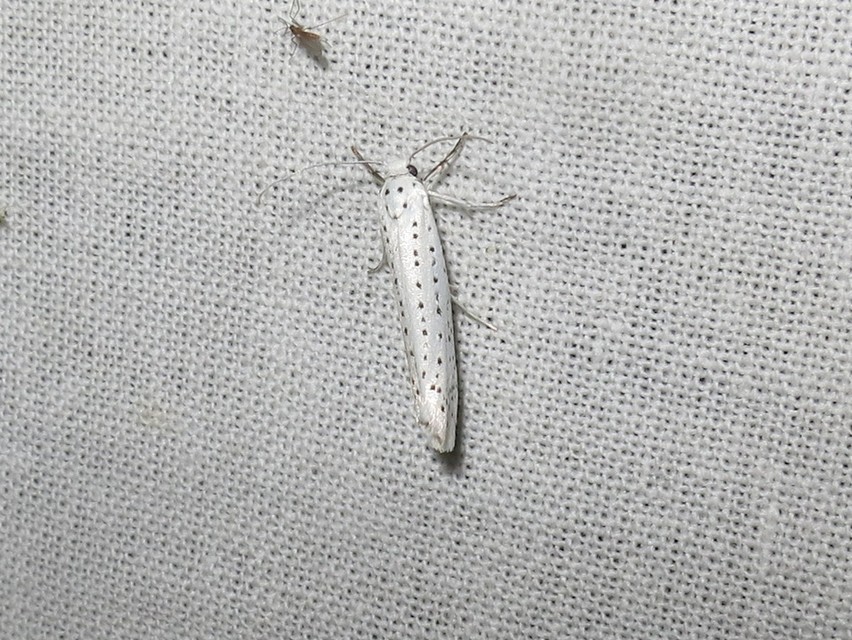 Yponomeuta evonymella - pókhálós májusfamoly