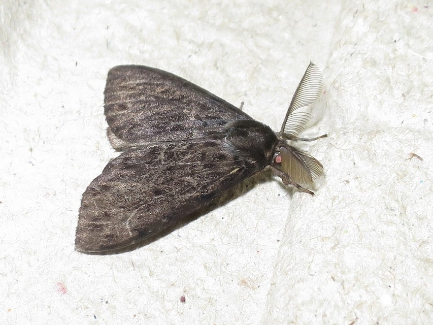 Lymantria monacha - apácalepke