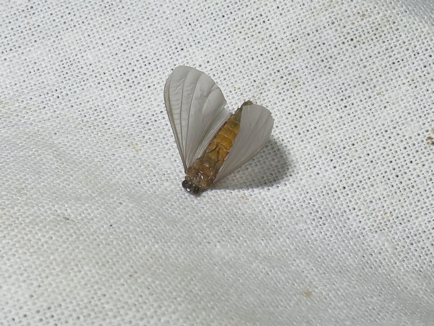 Oligoneuriella