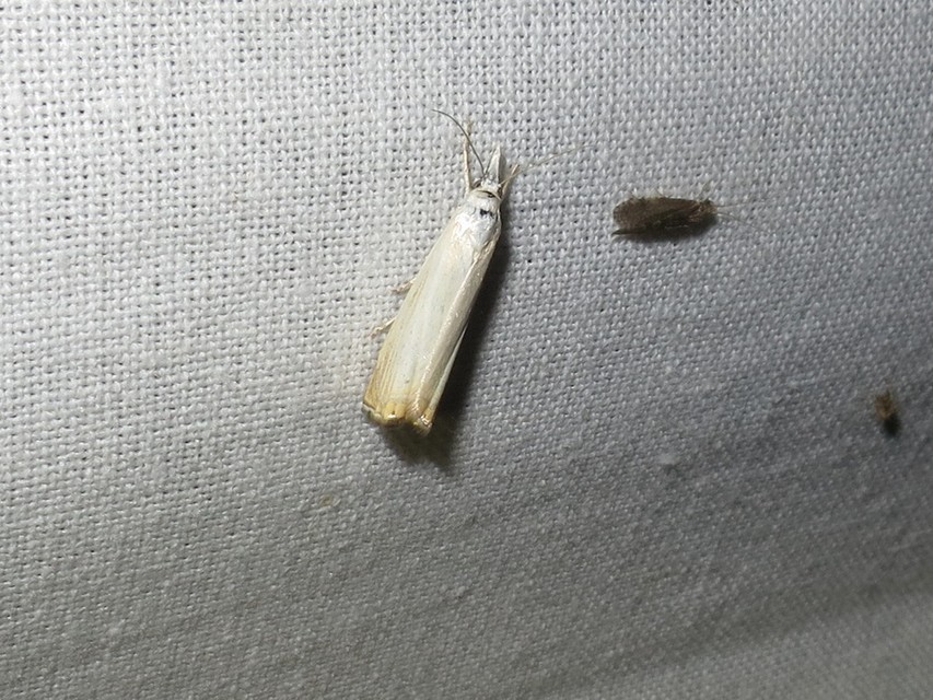 Chrysoteuchia culmella - kerti fűgyökérmoly