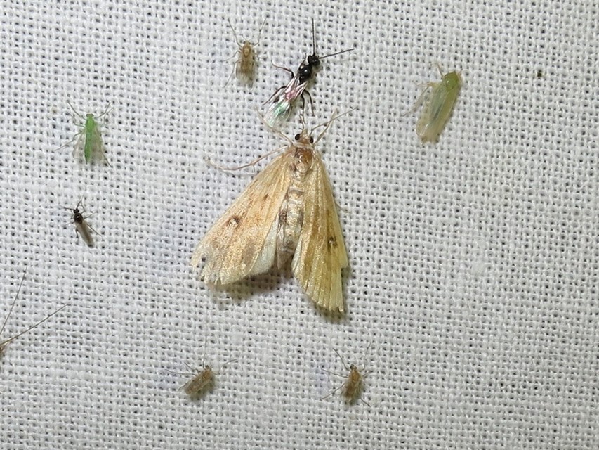 Parapoynx stratiotata - közönséges vízimoly