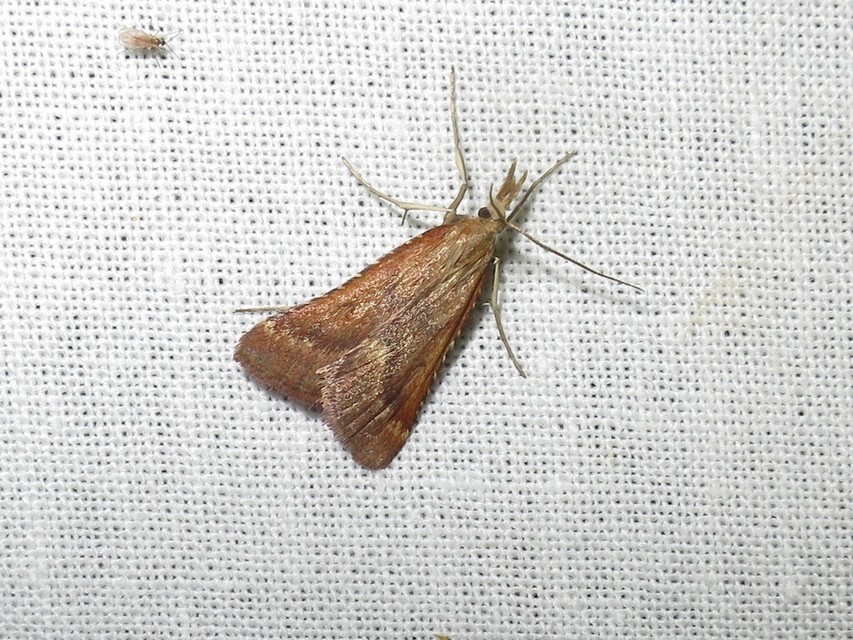 Synaphe punctalis - hosszúlábú fényilonca