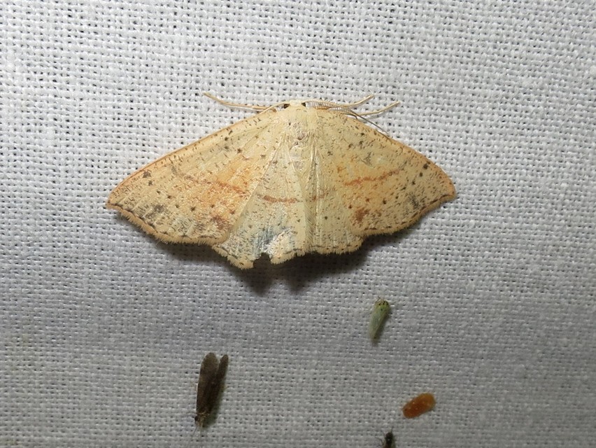 Cyclophora punctaria - sávos pettyesaraszoló